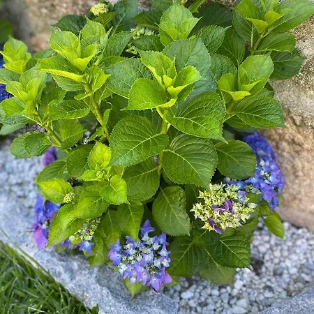 Mariana's Heartmade House * Caldelas