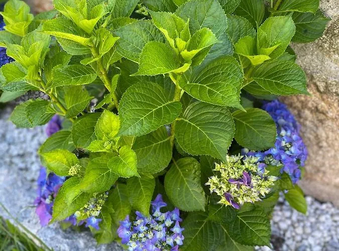 Mariana's Heartmade House * Caldelas